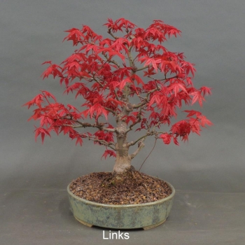 Preview: Acer palmatum Fächerahorn