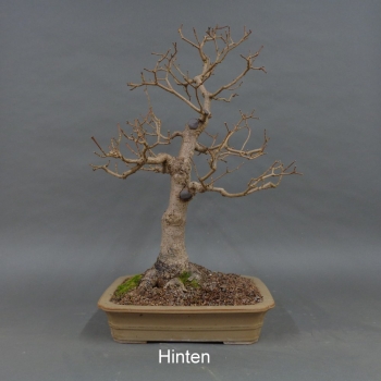 Preview: Bonsai Acer campestre von hinten