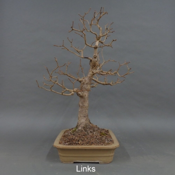 Preview: Bonsai Acer campestre links