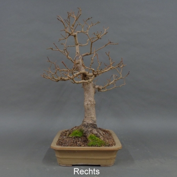 Preview: Bonsai Acer campestre von rechts