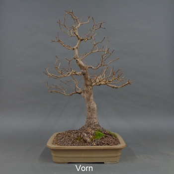 Bonsai Acer campestre