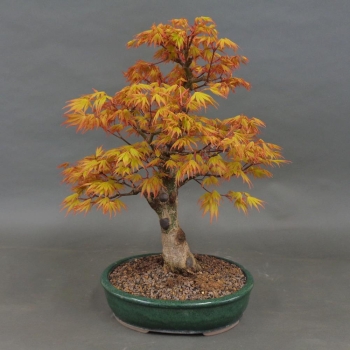 Acer palmatum Fächerahorn Katsura