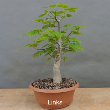 Preview: Pre-Bonsai, Acer rubrum, Rotahorn