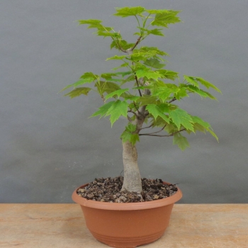 Pre-Bonsai, Acer rubrum, Rotahorn