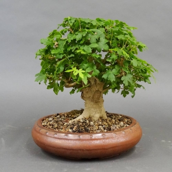 Bonsai Acer campestre