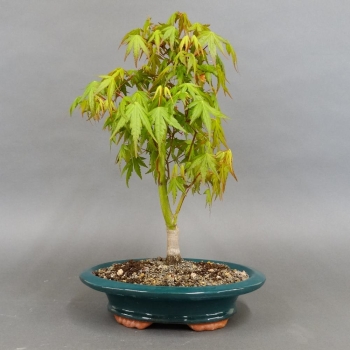 Acer palmatum Fächerahorn