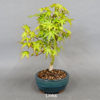 Acer palmatum Fächerahorn