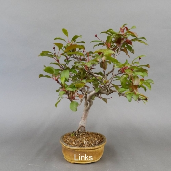 Bonsai, Malus, Evereste, Blüte, Zierapfel
