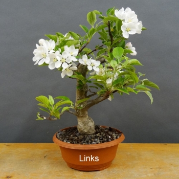 Pre-Bonsai, Malus, Evereste, Rosa, Blüte, Zierapfel
