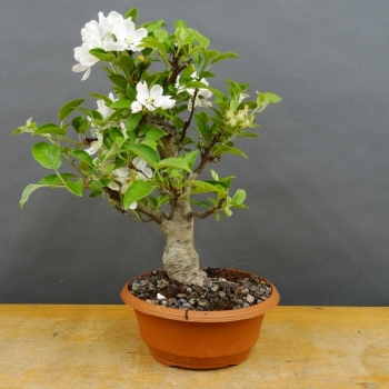 Pre-Bonsai, Malus, Evereste, Rosa, Blüte, Zierapfel