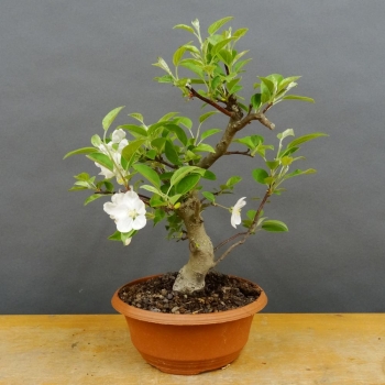 Pre-Bonsai, Malus, Evereste, Rosa, Blüte, Zierapfel