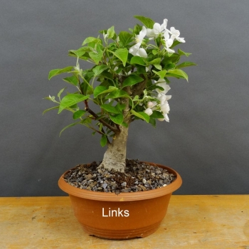 Pre-Bonsai, Malus, Evereste, Rosa, Blüte, Zierapfel