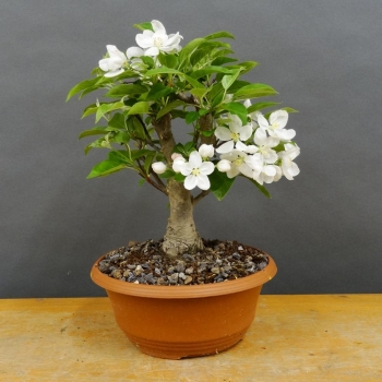 Pre-Bonsai, Malus, Evereste, Rosa, Blüte, Zierapfel