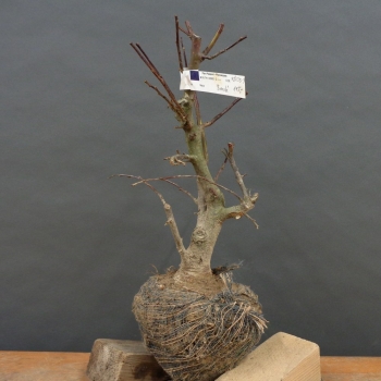 Pre-Bonsai, Malus, Evereste, Zierapfel