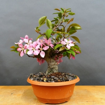 Pre-Bonsai, Malus, Liset, Zierapfel