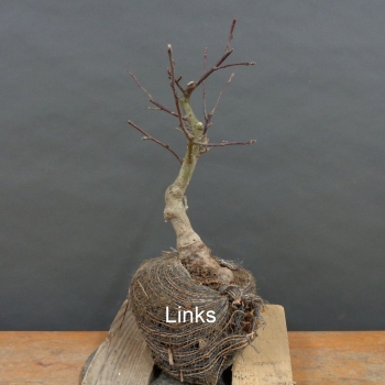 Pre-Bonsai, Malus, Liset, Rosa, Blüte, Zierapfel