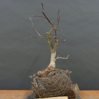 Pre-Bonsai, Malus, Liset, Rosa, Blüte, Zierapfel