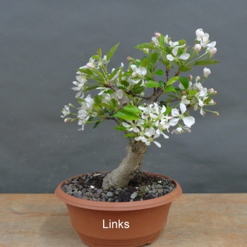Preview: Pre-Bonsai, Malus, Yana, links