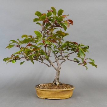 Bonsai, Malus, Evereste, Blüte, Zierapfel