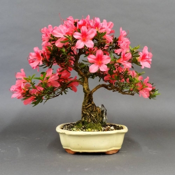 Satsuki, Azalee, Bonsai