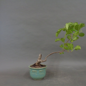 Bonsai, Celastrus, Baumwürger