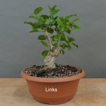 Preview: Pre-Bonsai, Celastrus, Baumwürger