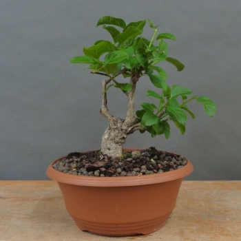 Pre-Bonsai, Celastrus, Baumwürger