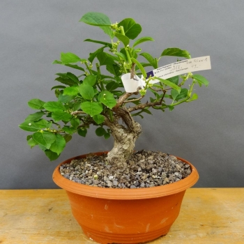 Pre-Bonsai, Celastrus, Baumwürger
