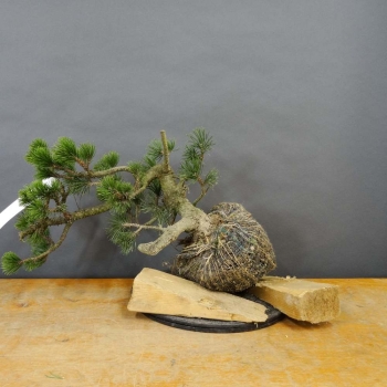 Bergkiefer - Pinus mugo 'Pumilio' B3