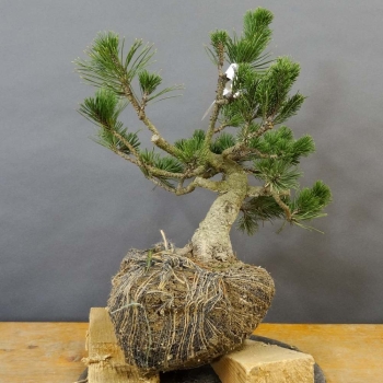 Bergkiefer - Pinus mugo 'Pumilio' B5