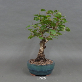 Preview: Pre-Bonsai, Sandbirke, Betula pendula