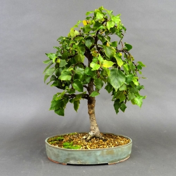 Pre-Bonsai, Sandbirke, Betula pendula