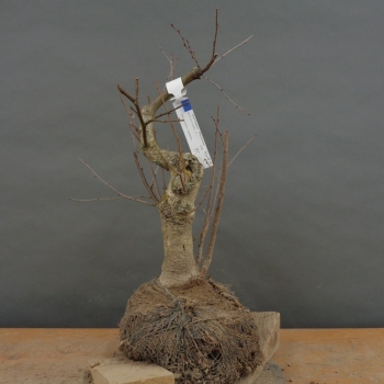 Sandbirke - Betula pendula B1