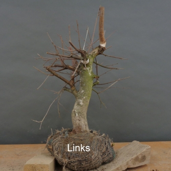 Preview: Pre-Bonsai, Sandbirke, Betula pendula