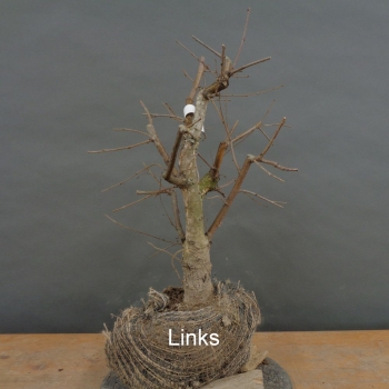 Preview: Pre-Bonsai, Sandbirke, Betula pendula