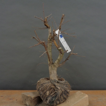 Sandbirke - Betula pendula B4