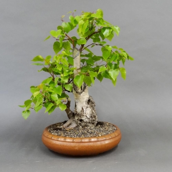 Pre-Bonsai, Sandbirke, Betula pendula