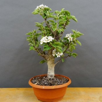 Chinesische, Birne, Pyrus, calleryana