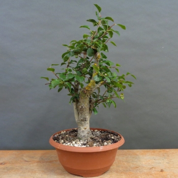 Chinesische, Birne, Pyrus, calleryana