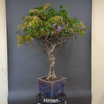 Preview: Blauregen, Wisteria, hinten