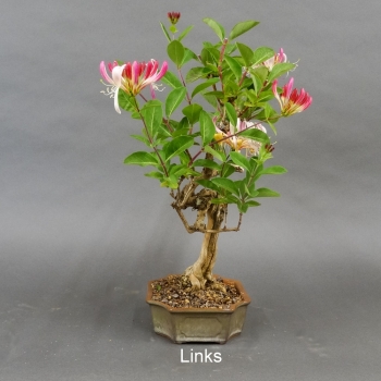 Bonsai Lonicera x heckrottii