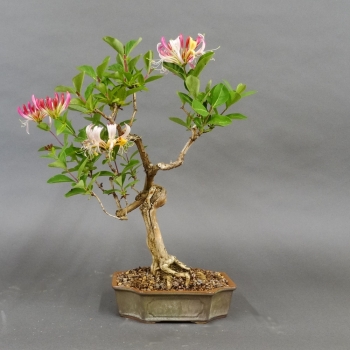 Bonsai Lonicera x heckrottii