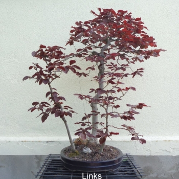 Preview: Blutbuche - Fagus silvatica 'Atropurpurea' 1
