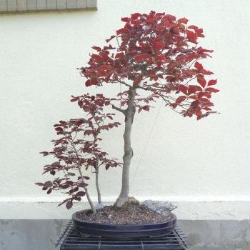 Blutbuche - Fagus silvatica 'Atropurpurea' 1
