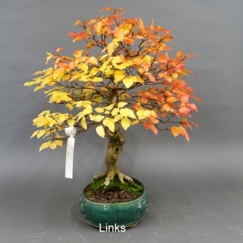 Carpinus betulus, Hainbuche, Bonsai