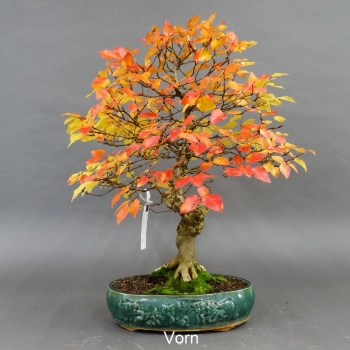 Carpinus betulus, Hainbuche, Bonsai