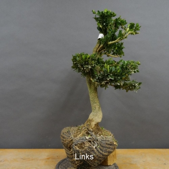 Pre-Bonsai, Buxus sempervirens, Buchsbaum
