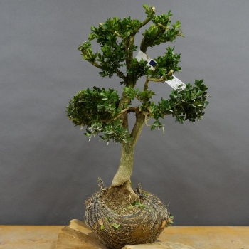 Pre-Bonsai, Buxus sempervirens, Buchsbaum