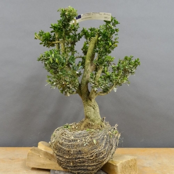 Pre-Bonsai, Buxus sempervirens, Buchsbaum