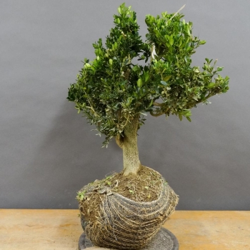 Pre-Bonsai, Buxus sempervirens, Buchsbaum